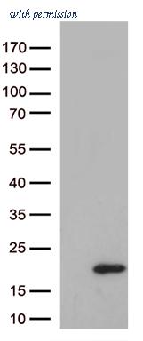 OriGene CF813305 image 1