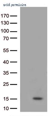 OriGene CF813306 image 1
