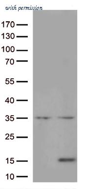 OriGene CF813307 image 1