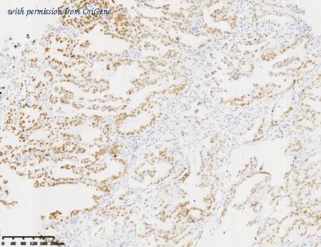 OriGene CF813358 image 1