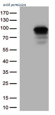 OriGene CF813369 image 1