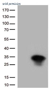 OriGene CF813408 image 1