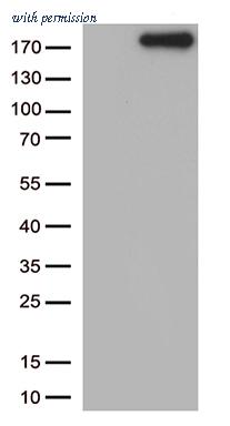 OriGene CF813415 image 1