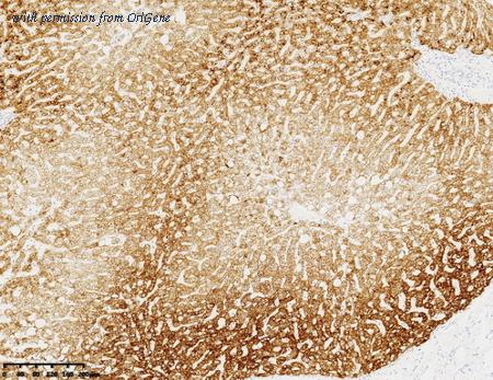 OriGene CF813538 image 1