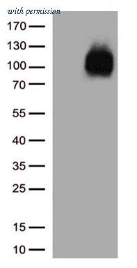 OriGene CF813575 image 1