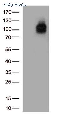 OriGene CF813577 image 1