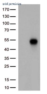OriGene CF813628 image 1