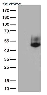 OriGene CF813632 image 1