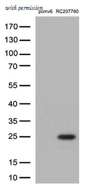 OriGene CF813653 image 1