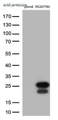 OriGene CF813656 image 1
