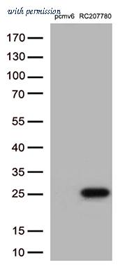 OriGene CF813658 image 1