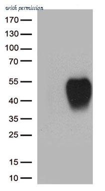 OriGene CF813680 image 1