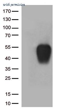 OriGene CF813682 image 1