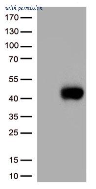 OriGene CF813842 image 1