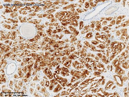 OriGene CF814042 image 1