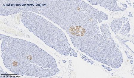 OriGene CF814051 image 1