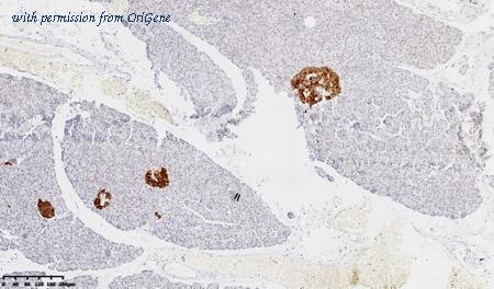 OriGene CF814054 image 1