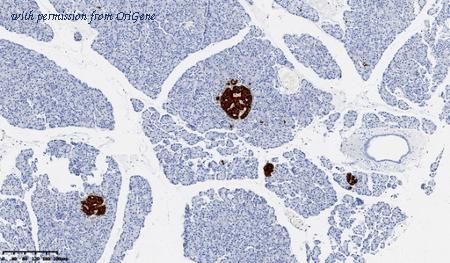 OriGene CF814055 image 1
