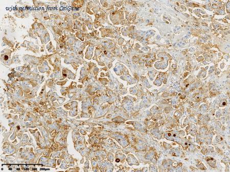 OriGene CF814168 image 1