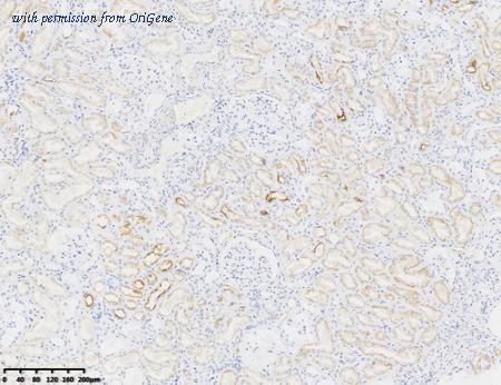 OriGene CF814175 image 1