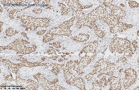 OriGene CF814210 image 1