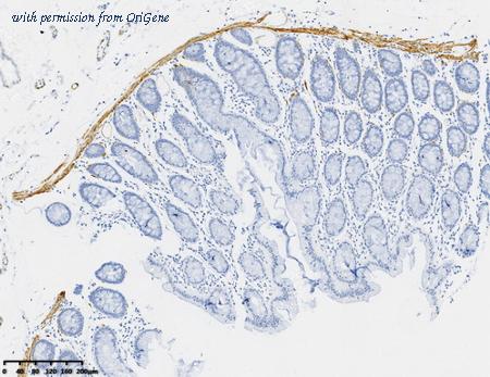 OriGene CF814318 image 1