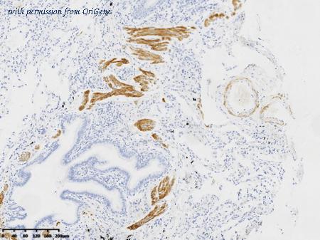 OriGene CF814331 image 1