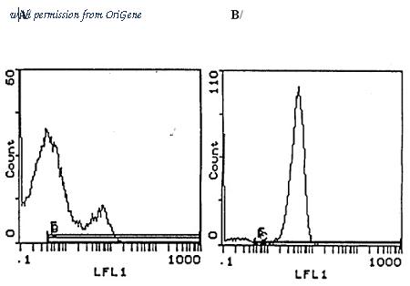 OriGene CL001B image 1
