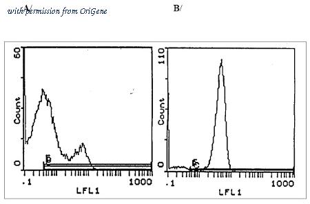 OriGene CL001BX image 1