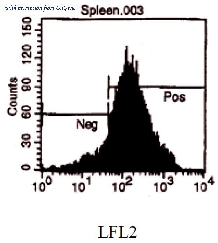 OriGene CL024RX image 1