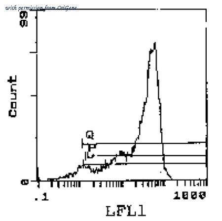 OriGene CL046BX image 1