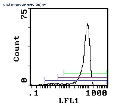 OriGene CL046P image 1