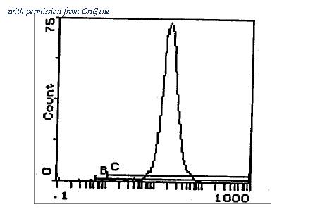 OriGene CL053R image 1