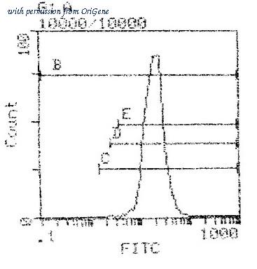 OriGene CL058B image 1