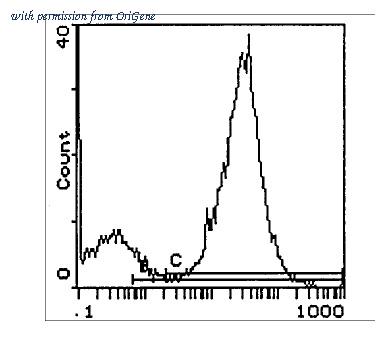 OriGene CL074R image 1
