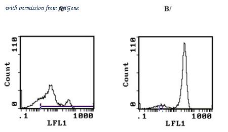 OriGene CL075F image 1