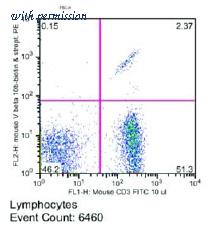OriGene CL082B image 1