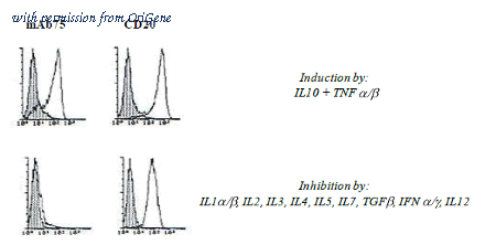 OriGene DDX0110P-100 image 1