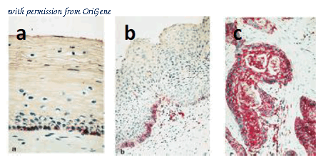 OriGene DDX0130P-100 image 1