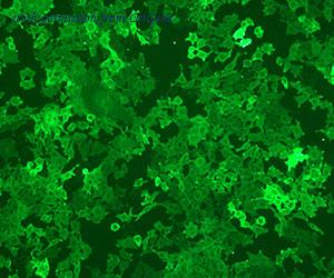 OriGene DDX0131A488-100 image 1