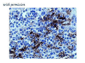 OriGene DDX0131P-100 image 1