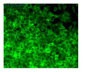 OriGene DDX0140P-100 image 1