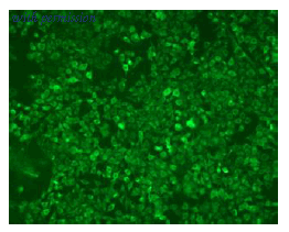 OriGene DDX0141P-100 image 1