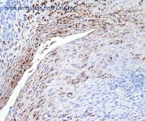 OriGene DDX0150P-100 image 1
