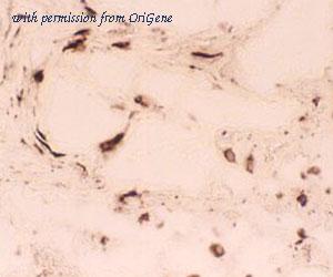 OriGene DDX0151A647-100 image 1