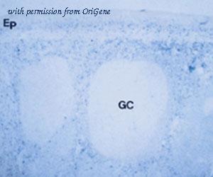 OriGene DDX0180P-100 image 1
