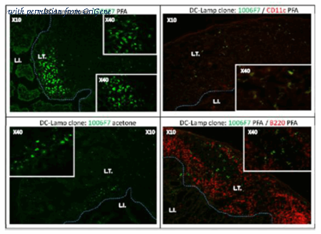 OriGene DDX0192A488-100 image 1