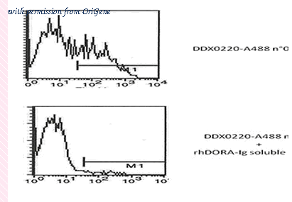 OriGene DDX0220P-100 image 1