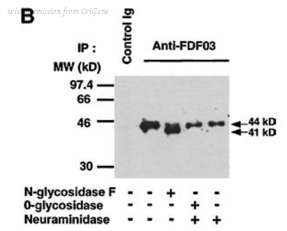 OriGene DDX0230A546-100 image 1
