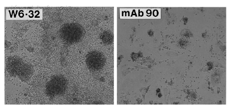 OriGene DDX0250P-100 image 1